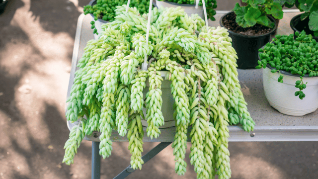 Burro's Tail