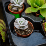 Indoor Succulent Plants