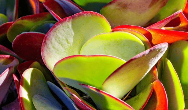 Paddle Plant (Kalanchoe thyrsiflora)