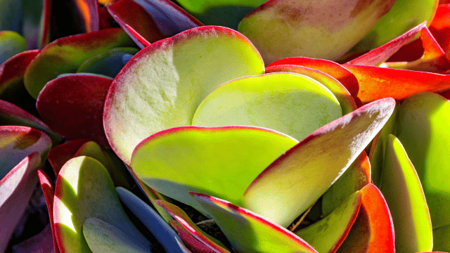 Paddle Plant (Kalanchoe thyrsiflora)