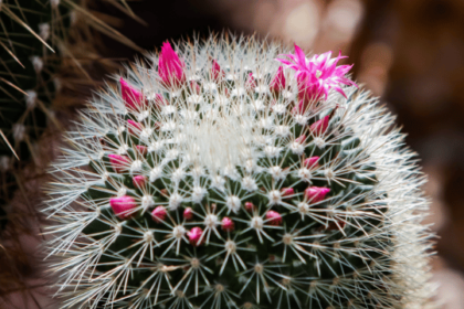 Pincushion Cactus (Mammillaria)