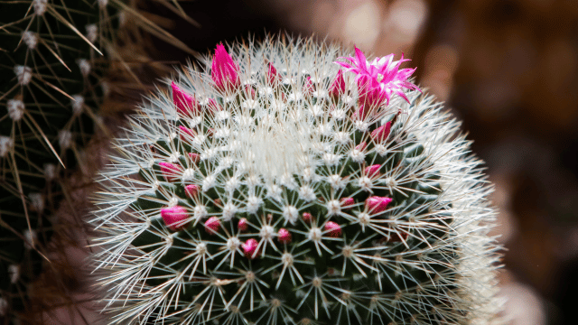 Pincushion Cactus (Mammillaria)