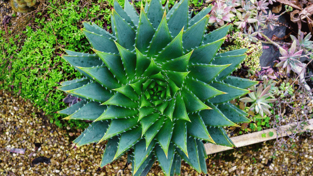 Spiral Aloe (Aloe polyphylla)
