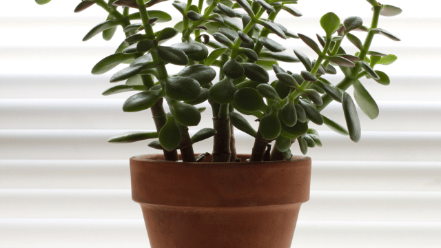 jade-plant