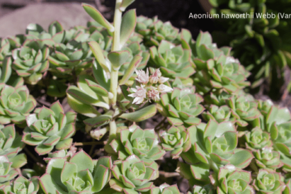 Aeonium haworthii Webb (Variety 1)
