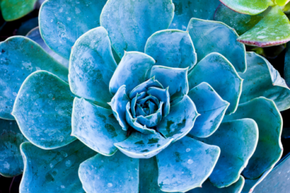 Blue Echeverias