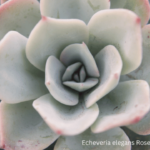 Echeveria elegans Rose “Pearl echeveria”