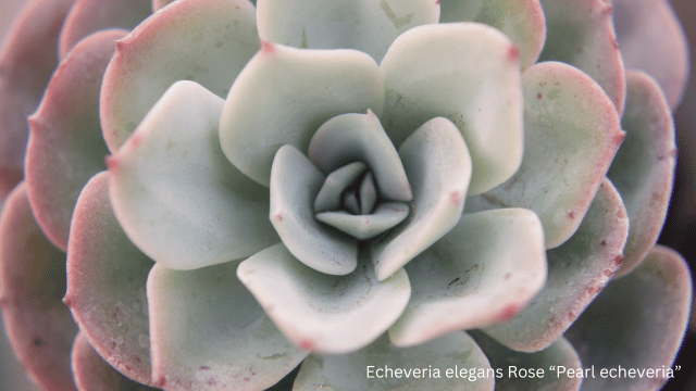 Echeveria elegans Rose “Pearl echeveria”