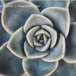 Echeveria elegans Rose (Variety 1) “Pearl echeveria”