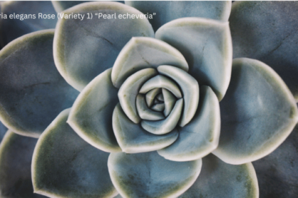 Echeveria elegans Rose (Variety 1) “Pearl echeveria”