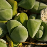 Gibbaeum petrense Tischler