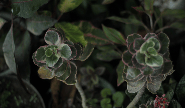 Kalanchoe laxiflora