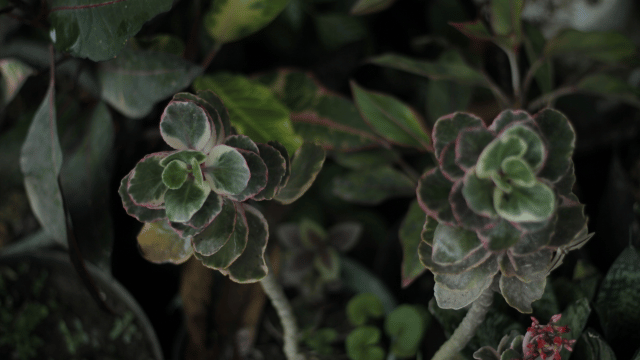 Kalanchoe laxiflora