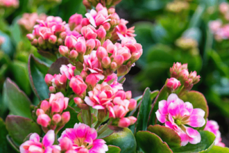 Kalanchoe marnieriana 