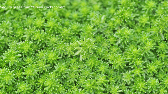 Sedum praealtum “Green cockscomb”