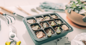 Propagation Methods for Succulents