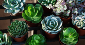 Creative Ways to Display and Decorate with Succulents