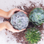 Succulent Plant Styling